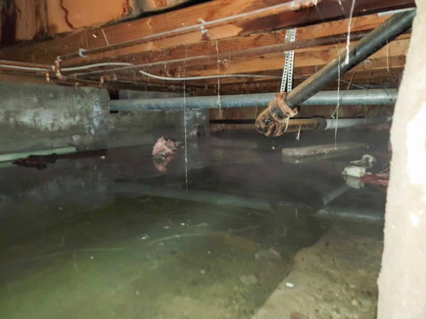 Best Water damage restoration near me  in Lake Winnebago, MO