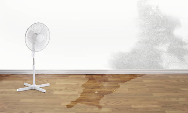 Best Water damage restoration mold remediation  in Lake Winnebago, MO