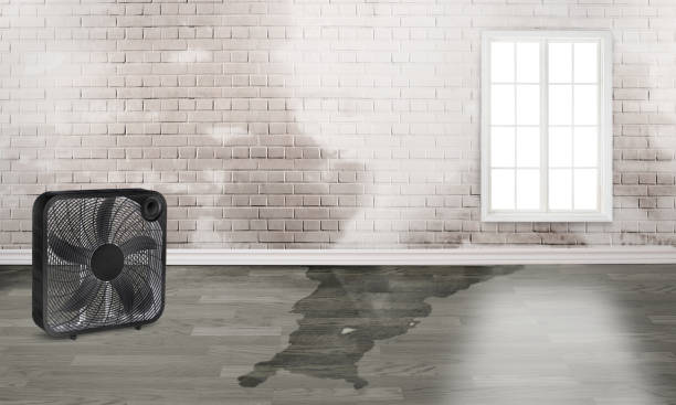 Best Water damage contractors near me  in Lake Winnebago, MO
